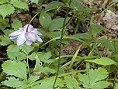񂰂傤 Anemonopsis macrophylla