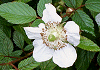 ΂炢@Rubus croceacanthus