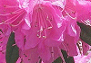 񂩂@Rhododendron mucronulatum