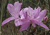 ͂Ƃ݂΂@Rhododendron dilatatum