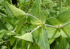 قƂ@Euphorbia lathyris