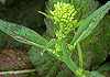  Brassica juncea