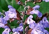 Z[W Salvia officinalis
