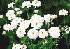 }gJA Chrysanthemum parthenium