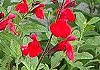 `F[Z[W Salvia greggii