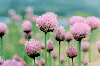`CuX Allium schoenoprasum