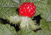 ΂̂ӂ䂢@Rubus pectinellus