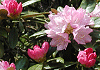 ႭȂ@Rhododendron metternichii