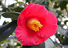 Mց@Camellia japonica