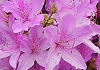 @Rhododendron ripense