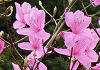 ΂݂̂΂@Rhododendron reticulatum