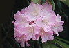 ق񂵂ႭȂ@Rhododendron hondoense