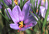 Tt@Crocus sativus
