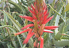 AG Aloe arborescens
