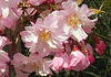 dgij@Prunus pendula cv.Pleno-rosea