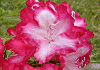 悤ႭȂ@Rhododendron