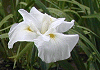 ͂Ȃ傤  Iris ensata,  Japanese iris