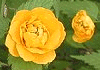 ܂Ԃi₦j@Japanese rose, Kerria japonica
