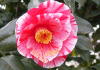 ց@Camellia japonica