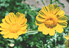 񂫂@Chrysanthemum coronarium