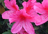 ˂@Hirado, Rhododendron