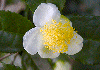 ̖؁@Camellia sinensis