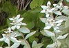 䂫 Leontopodium japonicum