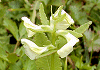 ܁@Pedicularis yezoensis