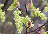 肩Ł@Acer crataegifolium