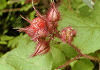 т炢@ Rubus phoenicolasius
