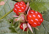 ~ Rubus buergeri