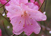 ڂ̂ Rhododendron pentaphyllum