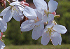 ܂  Prunus sargentii