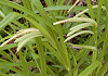 Ă萛@Carex perscottiana