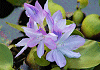قĂ@Eichhomia crassipes, Water hyacinth