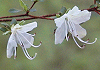 񂺂@Rhododendron serphllifolium