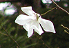 ނ΁@Magnolia salicifolia