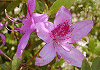 @Rhododendron macrosepalum