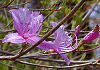 Ƃ݂̂΂ Rhododendron decandrum