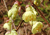 Ђイ݂@Corylopsis pauciflora