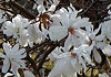 łԂ Magnolia stellata
