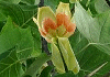 ̂@Liriodendron tulipifera