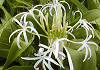 ͂܂䂤@Crinum asiaticum var. japonicum