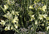 ubR[@Brassica oleracea var. botrytis
